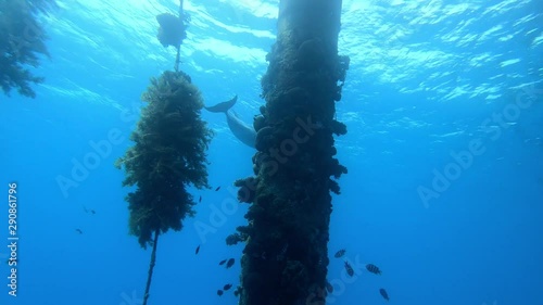 Wallpaper Mural Dolphin playin underwater . Red Sea Torontodigital.ca