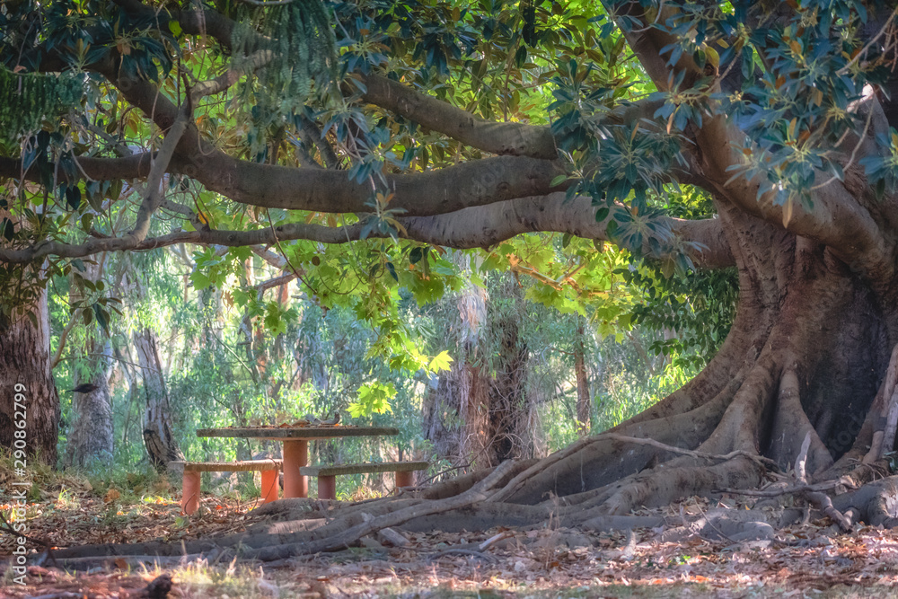 Picnic tabel under Fig tree in the park Picnic tabel under Fig tree in the park