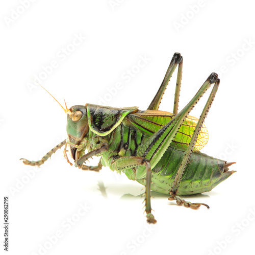 Green grasshopper. © zcy