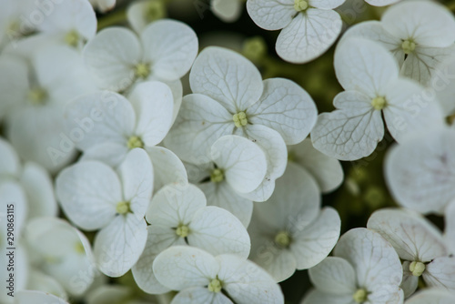 little white flowers