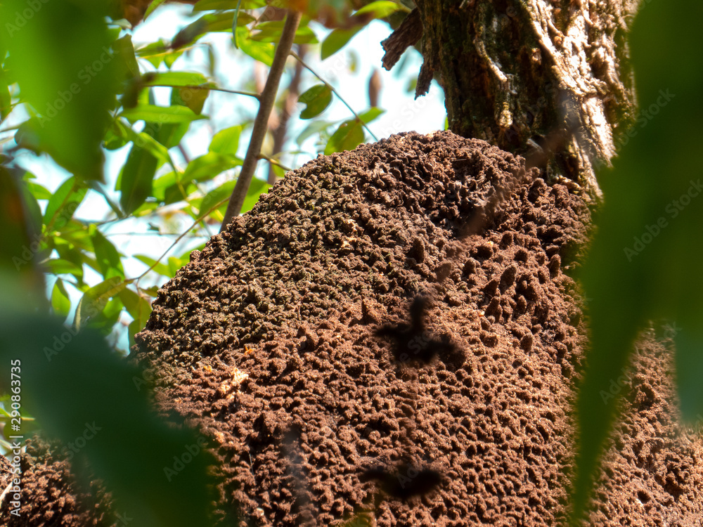 termite nest in colony on tree. These insects are responsible for destroying wooden objects and