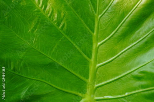 Leaves of arum green plant