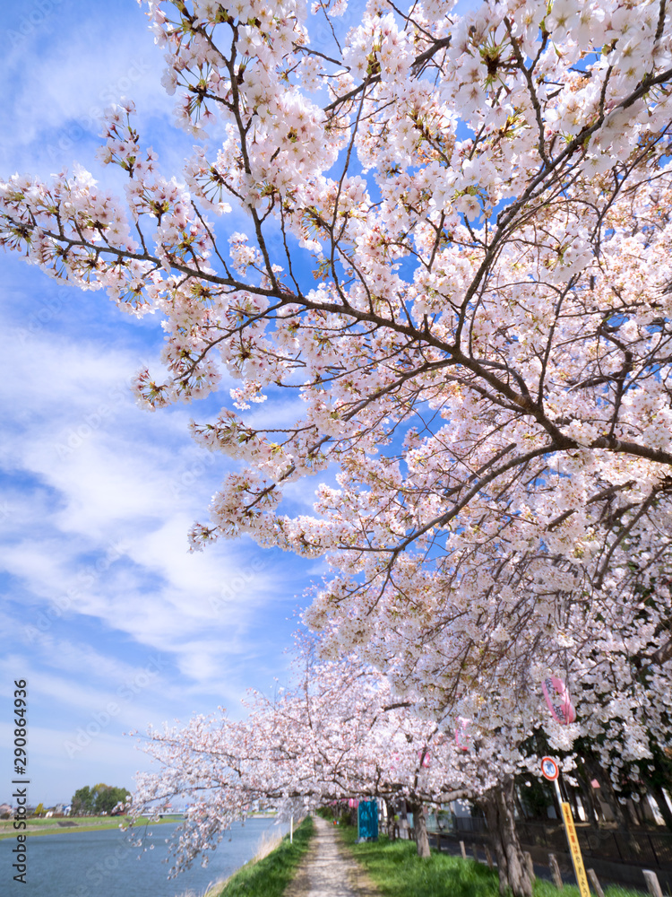 埼玉県　古利根川の桜並木