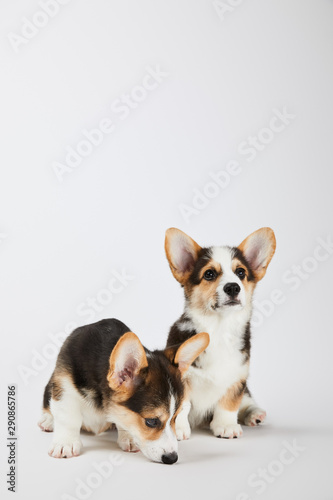 fluffy welsh corgi puppies on white background