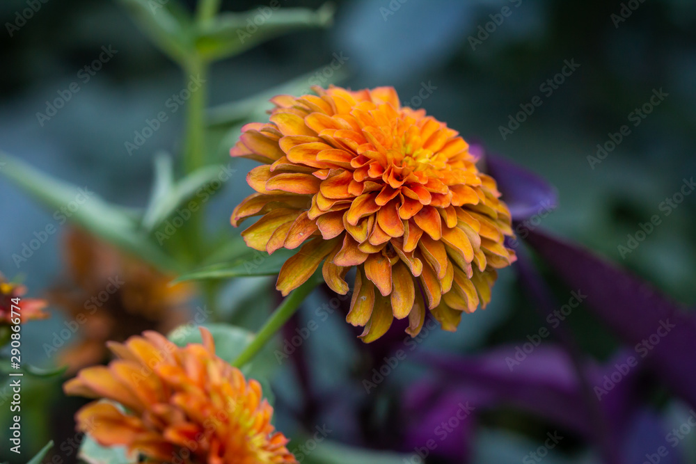 orange flower in the garden orange flower in the garden