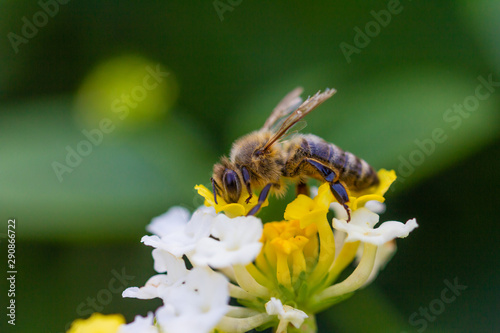 bee gathering nectar 