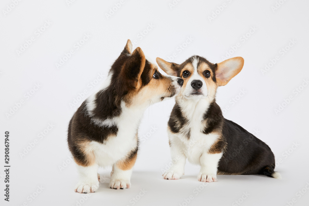 cute welsh corgi puppies on white background