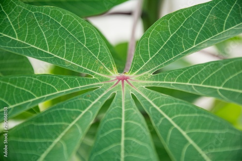 close-up cassava leaf