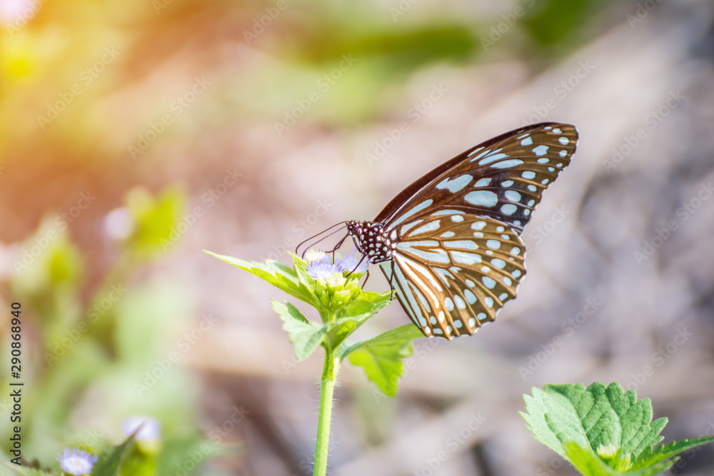 Butterfly on praxelis flower, with flare lignt Butterfly on praxelis flower, with flare lignt