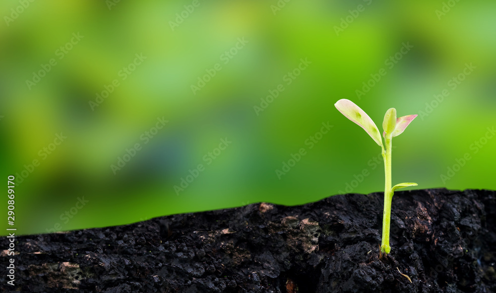 young plant young plant