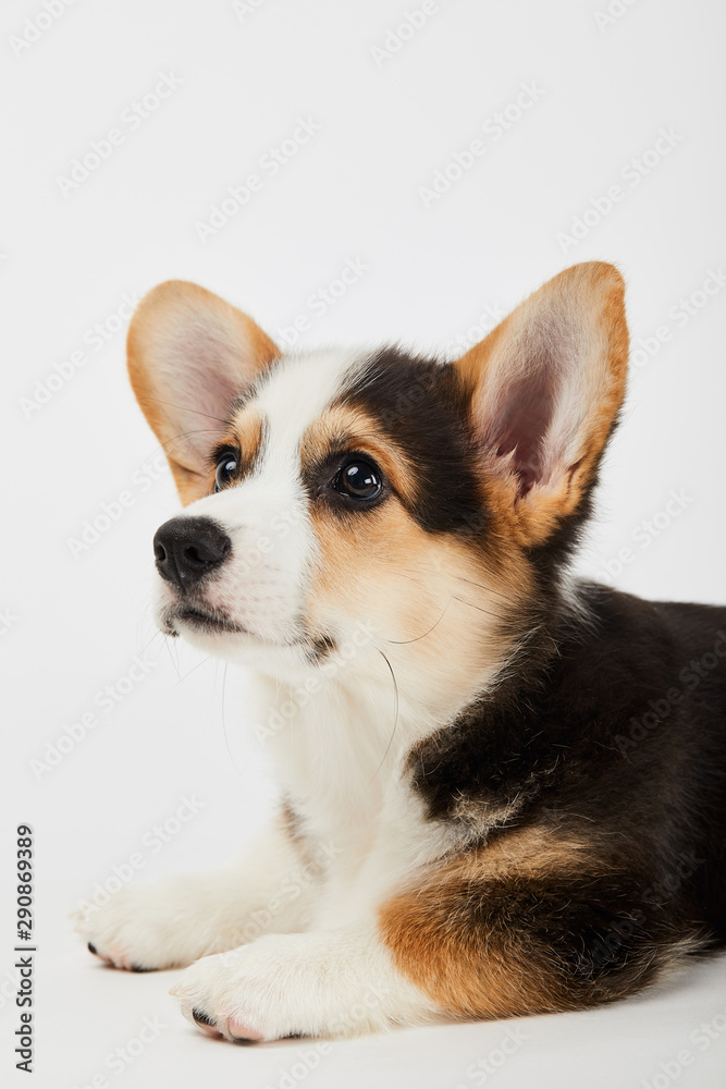 fluffy welsh corgi puppy lying and looking away on white background