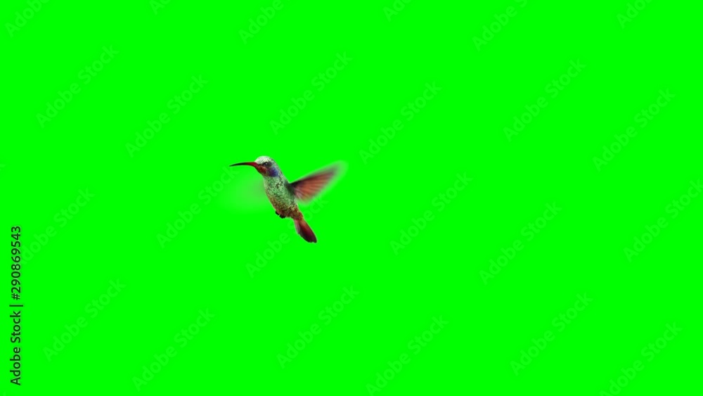 Humming bird on Green Screen backgrounds