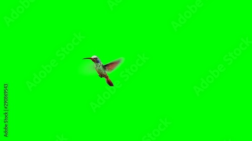 Humming bird on Green Screen backgrounds photo