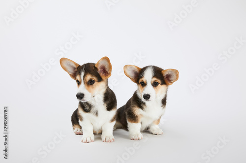 cute fluffy welsh corgi puppies on white background