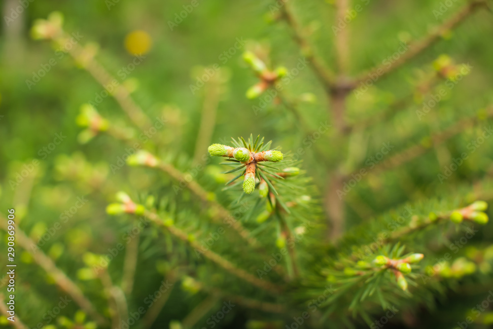 Close up tree spring new shoots. Green macro background with renewal tree in selective focus. Close up tree spring new shoots. Green macro background with renewal tree in selective focus.