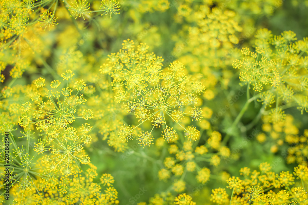 Obraz premium Green and yellow natural background with fresh dill flowers in the garden at summer day in selective focus.