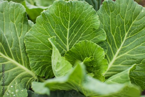 close up green leaves of homegrown white cabbage in garden at daytime in selective focus © Aleksandra