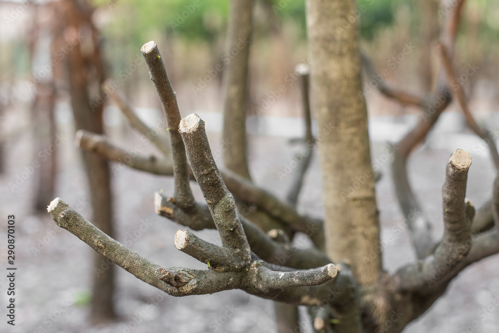 Top view of Selective focus and Close up Trees cut