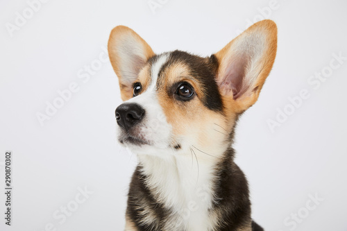 adorable welsh corgi puppy looking away isolated on white