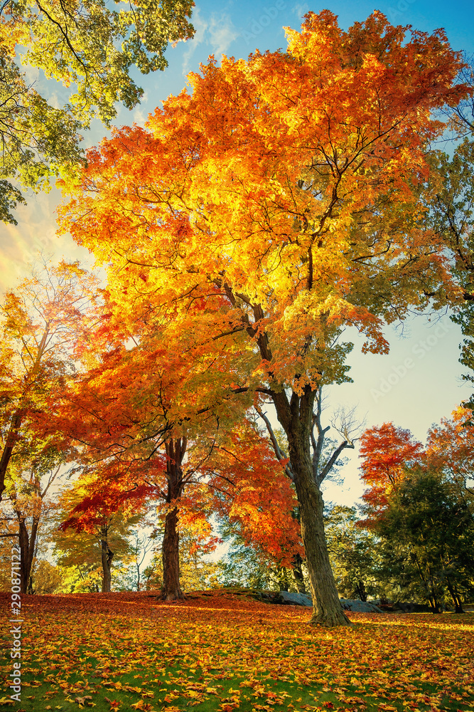 Fototapeta premium Colorful autumn foliage trees at a park in New England. Maple tree leaves forming a beautiful golden blanket.