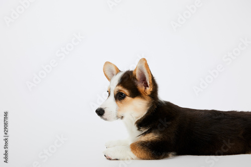 cute welsh corgi puppy lying and looking away on white background
