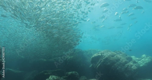 Wallpaper Mural Flatiron Herring baitball from the islands of the sea of Cortez, Mexico. Torontodigital.ca