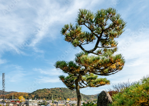 Japanese pine tree in the park under beautiful sky in autumn