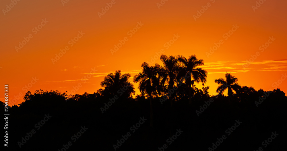 Silhouettes of Palm trees and bushes on a background of orange red sunset sky.Everglades National Park.Florida.USA