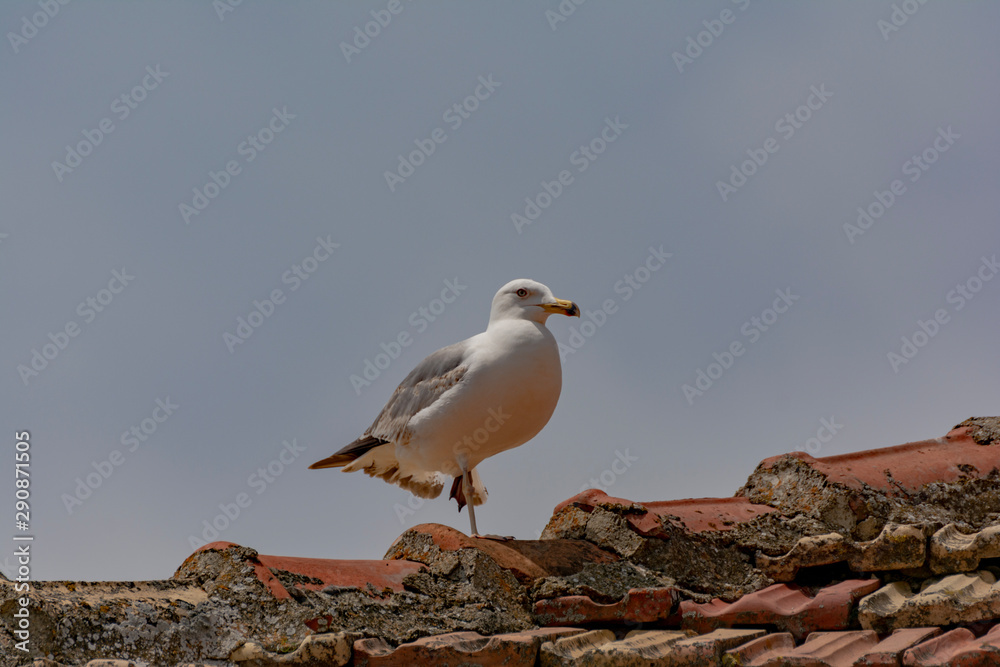 Seagull resting on the stone roof of an old house Seagull resting on the stone roof of an old house