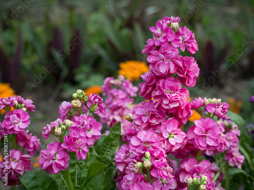 Colorful Gilliflowers in the garden