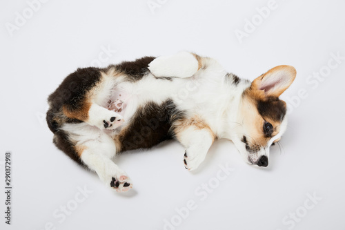 cute welsh corgi puppy lying on white background