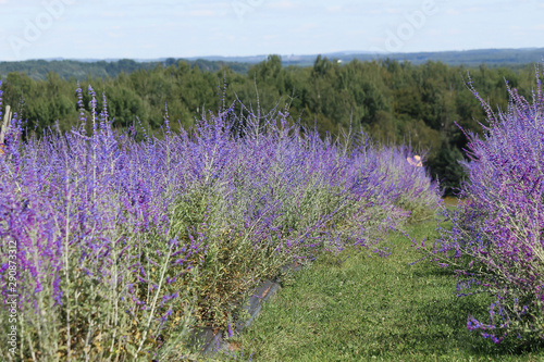 Beautiful purple lavender on field  Bleu Lavande  Stanstead  Quebec  Canada