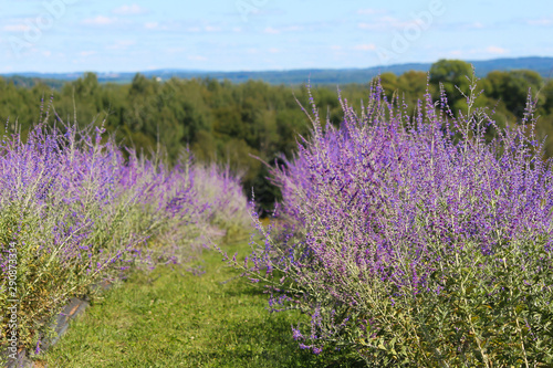 Beautiful purple lavender on field  Bleu Lavande  Stanstead  Quebec  Canada