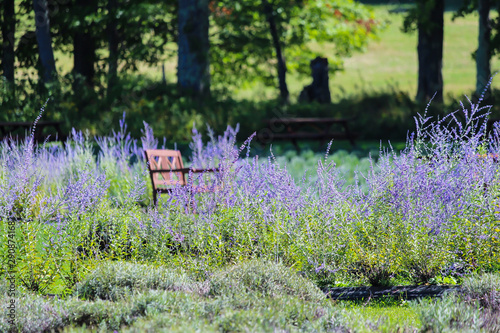 Beautiful purple lavender on field, Bleu Lavande, Stanstead, Quebec, Canada photo