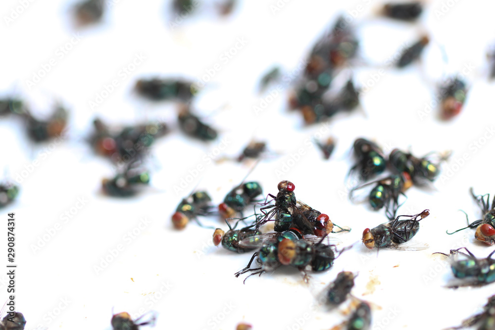 Blue butto, a big red eyes fly, stuck on whte glue paper. Many contagian close up Blue butto, a big red eyes fly, stuck on whte glue paper. Many contagian close up
