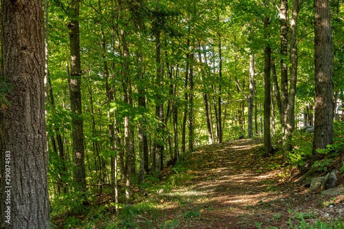 Back trail woods landscape