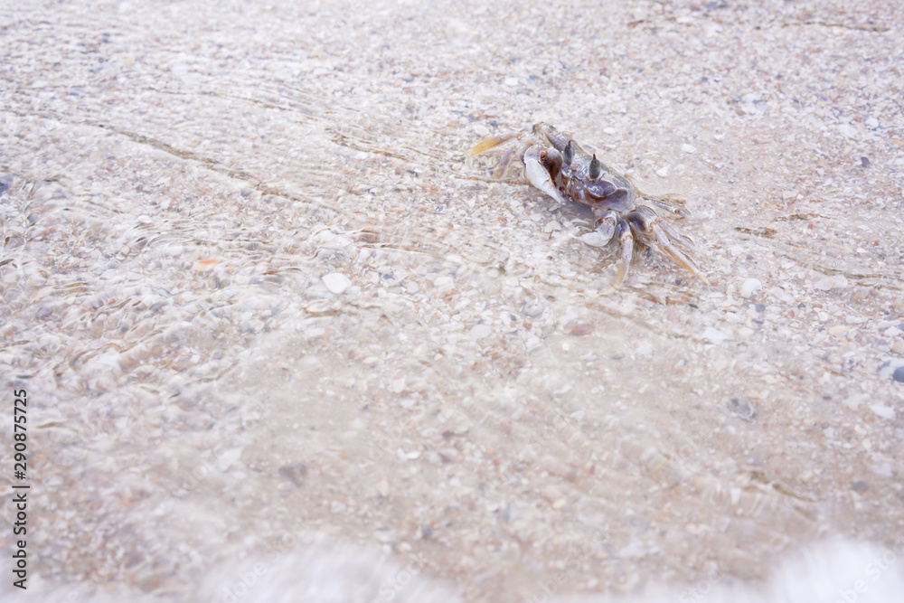 Ghost crab, small crab in sand of shore. Ocypod digs on the beach.