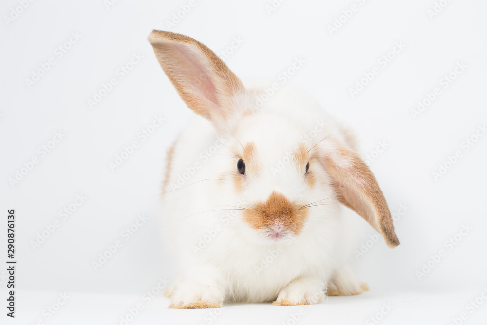 Young rabbit on white background, isolated Young rabbit on white background, isolated