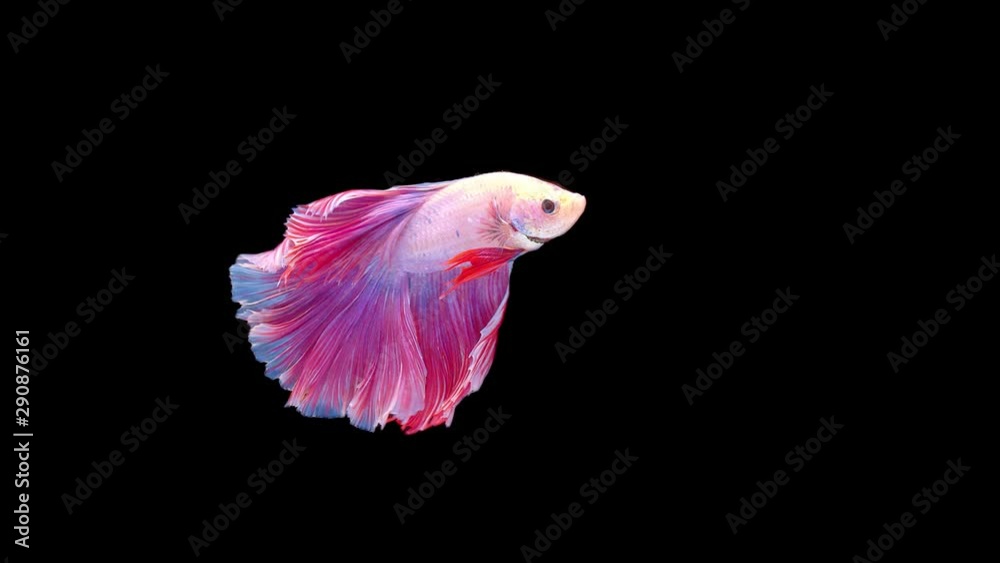 slow motion of Siamese fighting fish (Betta splendens), well known name is Plakat Thai slow motion of Siamese fighting fish (Betta splendens), well known name is Plakat Thai