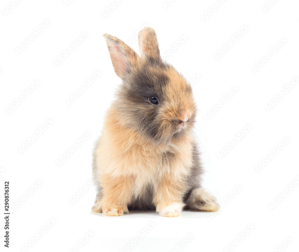 Baby rabbit 1 month old on white background Baby rabbit 1 month old on white background