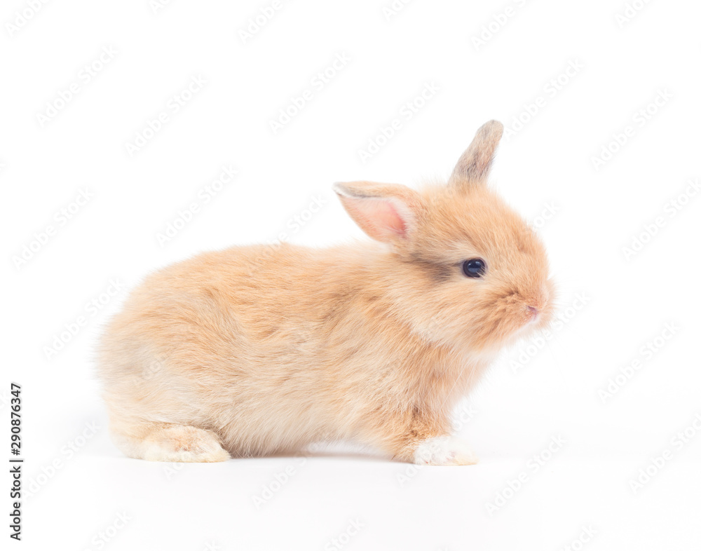 Baby rabbit 1 month old on white background Baby rabbit 1 month old on white background