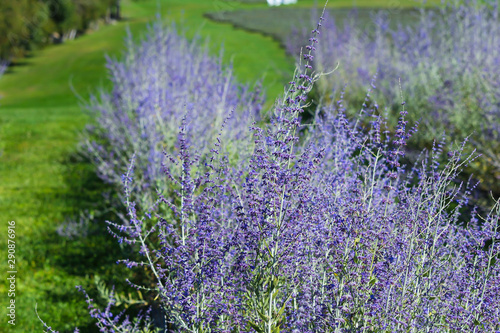 Beautiful purple lavender on field  Bleu Lavande  Stanstead  Quebec  Canada