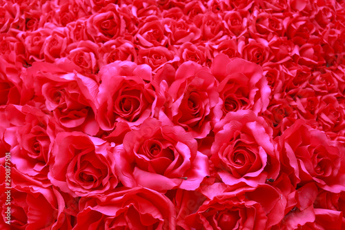 Red rose for love as Saint Valentine s day. Full screen of red flower as for background or backdrop for celebrating concept