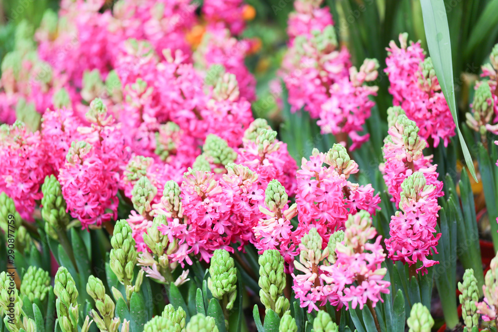 Obraz premium Hyacynths in garden, pink, white, purple wonder smelled flower planted in small pot. Famous for making purfume