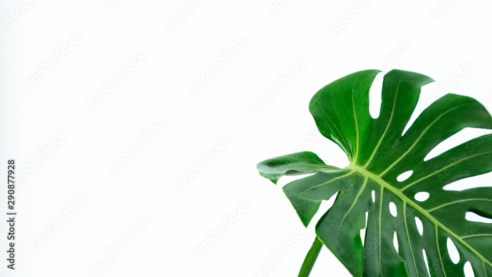 Fototapeta premium philodendron monstera tropical leaf on white background with many copy space .
