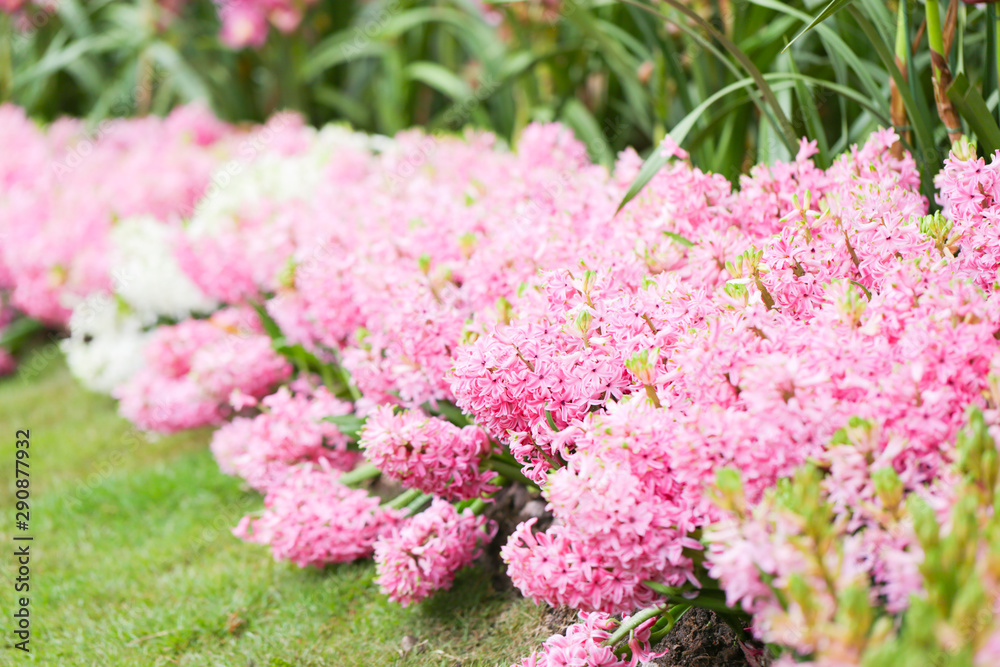 Hyacynths in garden, pink, white, purple wonder smelled flower planted in small pot. Famous for making purfume Hyacynths in garden, pink, white, purple wonder smelled flower planted in small pot. Famous for making purfume