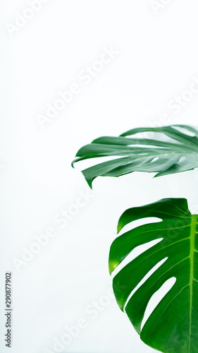 filodendron-monstera