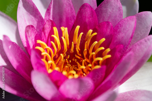 Pink lotus flower with yellow center