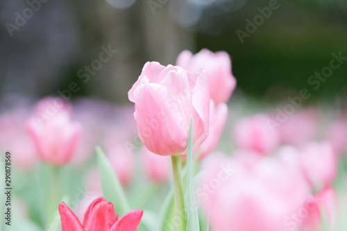 Colorful tulip field, summer flowerwith green leaf with blurred flower as background