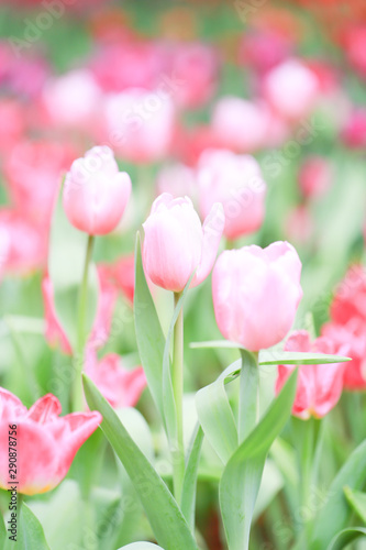 Colorful tulip field  summer flowerwith green leaf with blurred flower as background